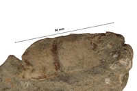 Propode dactyle sp